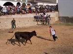 Vaquillas Fiesta del Pilar