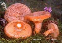 NSCALOS (Lactarius deliciosus)