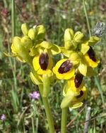 Ophrys Lutea