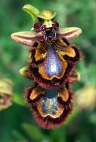 Ophrys Speculum (O. Ciliata)