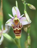 Ophrys Scolopax