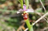 Ophrys Scolopax