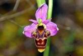 Ophrys Scolopax