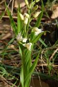 Cephalanthera Longifolia