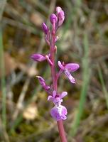 Orchis Olbiensis