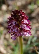 Orchis Purpurea