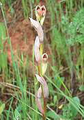 Serapia Parviflora