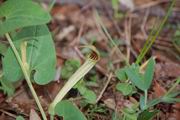 Aristolochia Paucinervis